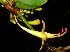  ( - MG_0306_I)  @11 [ ] CreativeCommons - Attribution Non-Commercial Share-Alike (2015) Megawati Herbarium Bogoriense