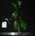  ( - MG_0338_I)  @11 [ ] CreativeCommons - Attribution Non-Commercial Share-Alike (2015) Megawati Herbarium Bogoriense