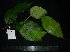  ( - MG_0349_I)  @11 [ ] CreativeCommons - Attribution Non-Commercial Share-Alike (2015) Megawati Herbarium Bogoriense