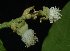  ( - MG_0349_I)  @11 [ ] CreativeCommons - Attribution Non-Commercial Share-Alike (2015) Megawati Herbarium Bogoriense
