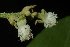 ( - MG_0349_I)  @11 [ ] CreativeCommons - Attribution Non-Commercial Share-Alike (2015) Megawati Herbarium Bogoriense