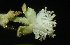  ( - MG_0349_I)  @11 [ ] CreativeCommons - Attribution Non-Commercial Share-Alike (2015) Megawati Herbarium Bogoriense