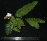  ( - MG_0369_I)  @11 [ ] CreativeCommons - Attribution Non-Commercial Share-Alike (2015) Megawati Herbarium Bogoriense