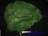  ( - XM_0468)  @11 [ ] CreativeCommons - Attribution Non-Commercial Share-Alike (2012) C Webb, E Setiawan, H Yanto Arnold Arboretum of Harvard University