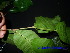  ( - XM_0497)  @11 [ ] CreativeCommons - Attribution Non-Commercial Share-Alike (2012) C Webb, E Setiawan, H Yanto Arnold Arboretum of Harvard University