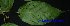 (Mallotus peltatus - XM_0498)  @11 [ ] CreativeCommons - Attribution Non-Commercial Share-Alike (2012) C Webb, E Setiawan, H Yanto Arnold Arboretum of Harvard University