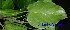  ( - XM_0511)  @11 [ ] CreativeCommons - Attribution Non-Commercial Share-Alike (2012) C Webb, E Setiawan, H Yanto Arnold Arboretum of Harvard University