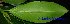  ( - XM_0518)  @11 [ ] CreativeCommons - Attribution Non-Commercial Share-Alike (2012) C Webb, E Setiawan, H Yanto Arnold Arboretum of Harvard University
