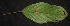  ( - XM_0059_H)  @11 [ ] CreativeCommons - Attribution Non-Commercial Share-Alike (2015) Cam Webb, Endro Setiawan & Hery Yanto Arnold Arboretum of Harvard University