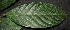  (Mallotus cf. penangensis - XM_0067_H)  @11 [ ] CreativeCommons - Attribution Non-Commercial Share-Alike (2015) Cam Webb, Endro Setiawan & Hery Yanto Arnold Arboretum of Harvard University