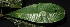  ( - XM_0071_H)  @11 [ ] CreativeCommons - Attribution Non-Commercial Share-Alike (2015) Cam Webb, Endro Setiawan & Hery Yanto Arnold Arboretum of Harvard University