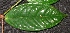  ( - XM_0082_H)  @11 [ ] CreativeCommons - Attribution Non-Commercial Share-Alike (2015) Cam Webb, Endro Setiawan & Hery Yanto Arnold Arboretum of Harvard University