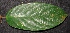  ( - XM_0082_M)  @11 [ ] CreativeCommons - Attribution Non-Commercial Share-Alike (2015) Cam Webb, Endro Setiawan & Hery Yanto Arnold Arboretum of Harvard University