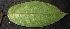  ( - XM_0082_M)  @11 [ ] CreativeCommons - Attribution Non-Commercial Share-Alike (2015) Cam Webb, Endro Setiawan & Hery Yanto Arnold Arboretum of Harvard University