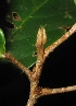  (Antidesma coriaceum - XM_0094_H)  @11 [ ] CreativeCommons - Attribution Non-Commercial Share-Alike (2015) Cam Webb, Endro Setiawan & Hery Yanto Arnold Arboretum of Harvard University