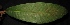  ( - XM_0201_M)  @11 [ ] CreativeCommons - Attribution Non-Commercial Share-Alike (2015) Cam Webb, Endro Setiawan & Hery Yanto Arnold Arboretum of Harvard University