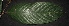  ( - XM_0228_M)  @11 [ ] CreativeCommons - Attribution Non-Commercial Share-Alike (2015) Cam Webb, Endro Setiawan & Hery Yanto Arnold Arboretum of Harvard University