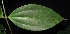  ( - XM_0252_M)  @11 [ ] CreativeCommons - Attribution Non-Commercial Share-Alike (2015) Cam Webb, Endro Setiawan & Hery Yanto Arnold Arboretum of Harvard University