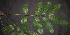  ( - XM_0254_M)  @11 [ ] CreativeCommons - Attribution Non-Commercial Share-Alike (2015) Cam Webb, Endro Setiawan & Hery Yanto Arnold Arboretum of Harvard University