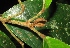  (Cephalomappa beccariana var. hosei - XM_0332_I)  @11 [ ] CreativeCommons - Attribution Non-Commercial Share-Alike (2015) Cam Webb, Endro Setiawan & Hery Yanto Arnold Arboretum of Harvard University