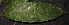  ( - XM_0350_I)  @11 [ ] CreativeCommons - Attribution Non-Commercial Share-Alike (2015) Cam Webb, Endro Setiawan & Hery Yanto Arnold Arboretum of Harvard University