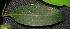  (Calophyllum dasypodum - XM_0352_K)  @11 [ ] CreativeCommons - Attribution Non-Commercial Share-Alike (2015) Cam Webb, Endro Setiawan & Hery Yanto Arnold Arboretum of Harvard University