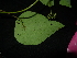  (Vitex copasus - XM_0406_K)  @11 [ ] CreativeCommons - Attribution Non-Commercial Share-Alike (2015) Cam Webb, Endro Setiawan & Hery Yanto Arnold Arboretum of Harvard University