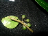  ( - XM_0409_K)  @11 [ ] CreativeCommons - Attribution Non-Commercial Share-Alike (2015) Cam Webb, Endro Setiawan & Hery Yanto Arnold Arboretum of Harvard University