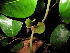  ( - XM_0419_K)  @11 [ ] CreativeCommons - Attribution Non-Commercial Share-Alike (2015) Cam Webb, Endro Setiawan & Hery Yanto Arnold Arboretum of Harvard University