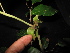  ( - XM_0419_K)  @11 [ ] CreativeCommons - Attribution Non-Commercial Share-Alike (2015) Cam Webb, Endro Setiawan & Hery Yanto Arnold Arboretum of Harvard University