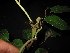  ( - XM_0419_K)  @11 [ ] CreativeCommons - Attribution Non-Commercial Share-Alike (2015) Cam Webb, Endro Setiawan & Hery Yanto Arnold Arboretum of Harvard University