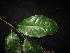  ( - XM_0419_K)  @11 [ ] CreativeCommons - Attribution Non-Commercial Share-Alike (2015) Cam Webb, Endro Setiawan & Hery Yanto Arnold Arboretum of Harvard University