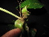  ( - XM_0419_K)  @11 [ ] CreativeCommons - Attribution Non-Commercial Share-Alike (2015) Cam Webb, Endro Setiawan & Hery Yanto Arnold Arboretum of Harvard University
