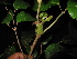  ( - XM_0419_K)  @11 [ ] CreativeCommons - Attribution Non-Commercial Share-Alike (2015) Cam Webb, Endro Setiawan & Hery Yanto Arnold Arboretum of Harvard University