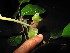  ( - XM_0419_K)  @11 [ ] CreativeCommons - Attribution Non-Commercial Share-Alike (2015) Cam Webb, Endro Setiawan & Hery Yanto Arnold Arboretum of Harvard University