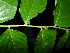  ( - XM_0450_K)  @11 [ ] CreativeCommons - Attribution Non-Commercial Share-Alike (2015) Cam Webb, Endro Setiawan & Hery Yanto Arnold Arboretum of Harvard University