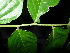  ( - XM_0450_K)  @11 [ ] CreativeCommons - Attribution Non-Commercial Share-Alike (2015) Cam Webb, Endro Setiawan & Hery Yanto Arnold Arboretum of Harvard University