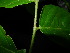  ( - XM_0450_K)  @11 [ ] CreativeCommons - Attribution Non-Commercial Share-Alike (2015) Cam Webb, Endro Setiawan & Hery Yanto Arnold Arboretum of Harvard University