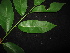  ( - XM_0470_K)  @11 [ ] CreativeCommons - Attribution Non-Commercial Share-Alike (2015) Cam Webb, Endro Setiawan & Hery Yanto Arnold Arboretum of Harvard University
