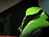  ( - XM_0470_K)  @11 [ ] CreativeCommons - Attribution Non-Commercial Share-Alike (2015) Cam Webb, Endro Setiawan & Hery Yanto Arnold Arboretum of Harvard University