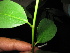  ( - XM_0470_K)  @11 [ ] CreativeCommons - Attribution Non-Commercial Share-Alike (2015) Cam Webb, Endro Setiawan & Hery Yanto Arnold Arboretum of Harvard University