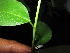  ( - XM_0470_K)  @11 [ ] CreativeCommons - Attribution Non-Commercial Share-Alike (2015) Cam Webb, Endro Setiawan & Hery Yanto Arnold Arboretum of Harvard University