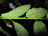  ( - XM_0470_K)  @11 [ ] CreativeCommons - Attribution Non-Commercial Share-Alike (2015) Cam Webb, Endro Setiawan & Hery Yanto Arnold Arboretum of Harvard University