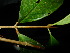  ( - XM_0542_I)  @11 [ ] CreativeCommons - Attribution Non-Commercial Share-Alike (2015) Cam Webb, Endro Setiawan & Hery Yanto Arnold Arboretum of Harvard University