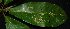  ( - XM_0681_I)  @11 [ ] CreativeCommons - Attribution Non-Commercial Share-Alike (2015) Cam Webb, Endro Setiawan & Hery Yanto Arnold Arboretum of Harvard University