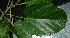  ( - XM_0704_L)  @11 [ ] CreativeCommons - Attribution Non-Commercial Share-Alike (2015) Cam Webb, Endro Setiawan & Hery Yanto Arnold Arboretum of Harvard University