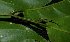  (Casearia grewiifolia - XM_0717_L)  @11 [ ] CreativeCommons - Attribution Non-Commercial Share-Alike (2015) Cam Webb, Endro Setiawan & Hery Yanto Arnold Arboretum of Harvard University