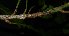  ( - XM_0728_L)  @11 [ ] CreativeCommons - Attribution Non-Commercial Share-Alike (2015) Cam Webb, Endro Setiawan & Hery Yanto Arnold Arboretum of Harvard University