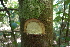  ( - XM_0729_L)  @11 [ ] CreativeCommons - Attribution Non-Commercial Share-Alike (2015) Cam Webb, Endro Setiawan & Hery Yanto Arnold Arboretum of Harvard University