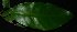  ( - XM_0732_L)  @11 [ ] CreativeCommons - Attribution Non-Commercial Share-Alike (2015) Cam Webb, Endro Setiawan & Hery Yanto Arnold Arboretum of Harvard University